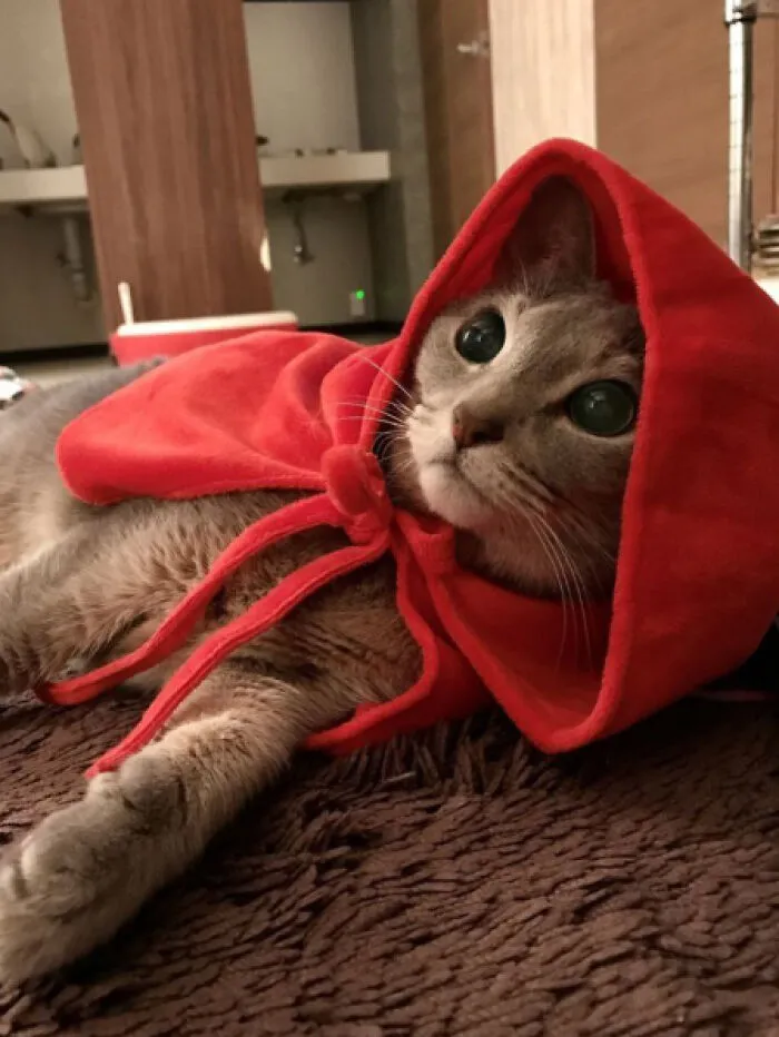 32 Ameowsing Pics Of Stuff On Cats That Might Make You An Instant Fan Of Felines