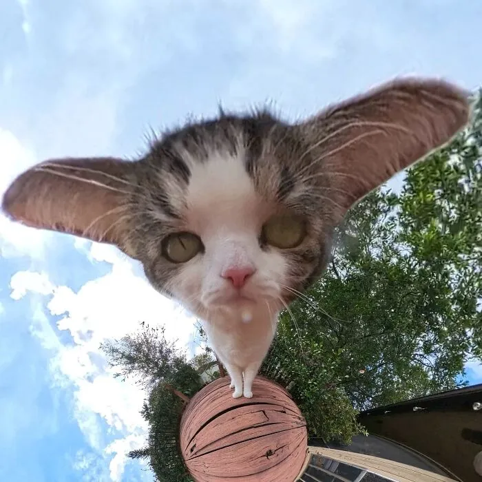 39 fotos graciosas de estos gatos que su dueño capturó con una cámara en 360º