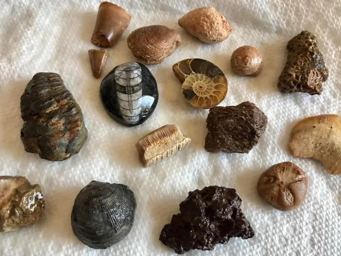 Unearth Ancient Secrets With The <a Style="Display:inline;" Href="Https://Www.amazon.com/Dinosaur-Fossil-Science-Dig-Kit/Dp/B0160jbs5k?ie=utf8&linkcode=ll1&tag=bphippopotamus-20&linkid=a50e5102d4593417fdbf1a1b11de7279&language=en_us&ref_=as_li_ss_tl" Target="_blank"><span Style="Font: Inherit; Color: #d74b1f;"> National Geographic Mega Fossil Dig Kit</Span> And Let Your Kids Become Junior Paleontologists. It's A Hands-On Adventure That Brings Prehistory To Life!