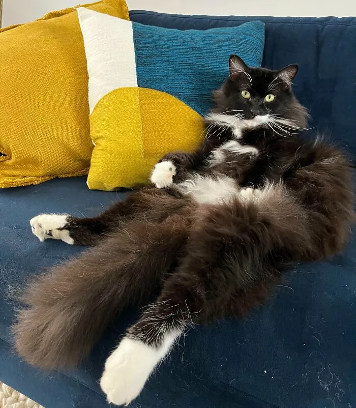 I Inherited My Grandmother’s Cat