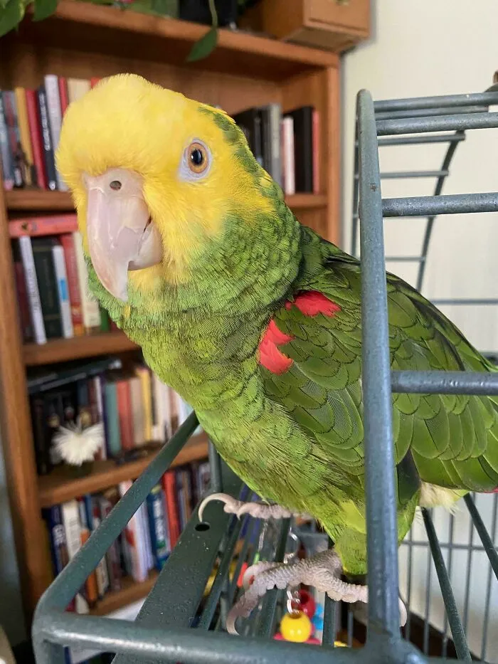 Inheriting A 39 Year Old Parrot While 8 Months Pregnant