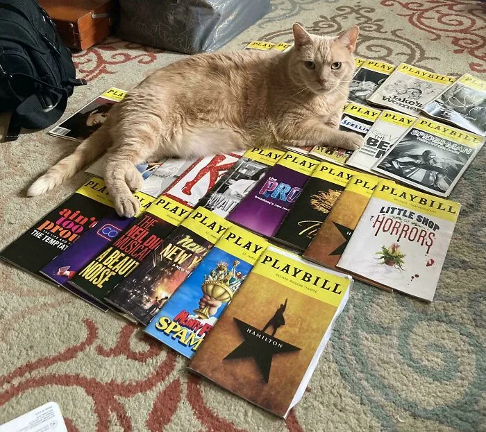 My Inheritance: Mom’s Cat Is Here To Stay