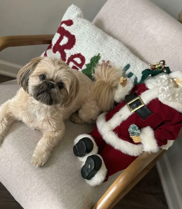 My Mom Died So I Inherited Her Shih Tzu