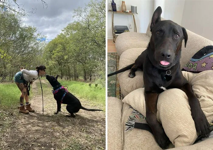 Inherited My Dog From A Former Roommate Who Got Him Off Craigslist. He’s 112lbs And Comes Up To My Waist. I See German Shepherd And Possibly Lab, But What Else?
