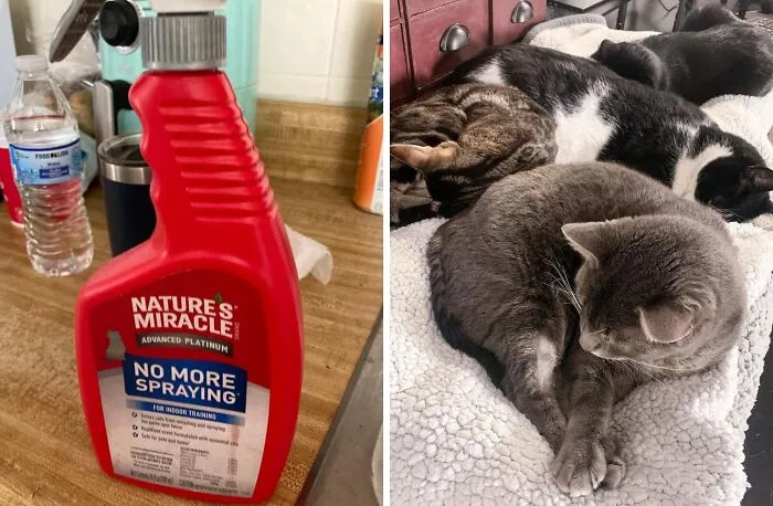 Keep Your Home Smelling Fresh And Your Furniture Intact With <a Style="Display:inline;" Href="Https://Www.amazon.com/Natures-Miracle-Advanced-Platinum-Spraying/Dp/B0bvbxj21z?ie=utf8&linkcode=ll1&tag=bpflamingo-20&linkid=21610c13bcc97cfddd33df892d7cd388&language=en_us&ref_=as_li_ss_tl" Target="_blank"><span Style="Font: Inherit; Color: #d74b1f;"> Nature's Miracle Cat Spray Prevention Spray</Span>. It Deters Your Feline Friend From Marking Territory, So You Can Enjoy A Clean And Odor-Free Home. No More Surprises, Just Purr-Fect Peace Of Mind!