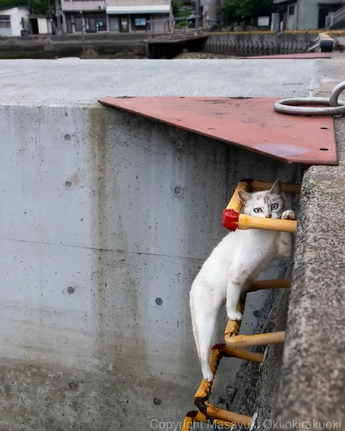 Estas 41 fotos de Masayuki Oki nos cuentan cómo es la vida de los gatos callejeros de Tokio