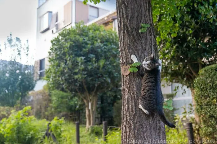 Estas 41 fotos de Masayuki Oki nos cuentan cómo es la vida de los gatos callejeros de Tokio
