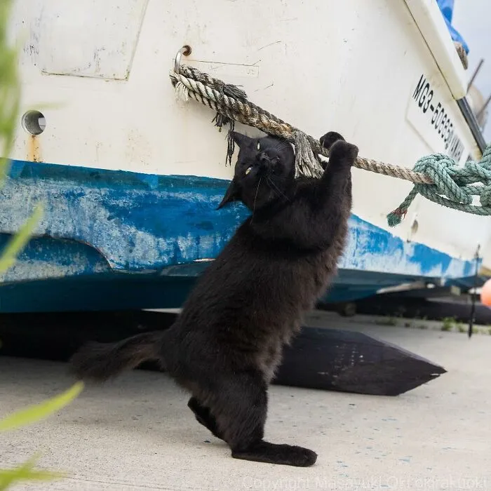 Estas 41 fotos de Masayuki Oki nos cuentan cómo es la vida de los gatos callejeros de Tokio