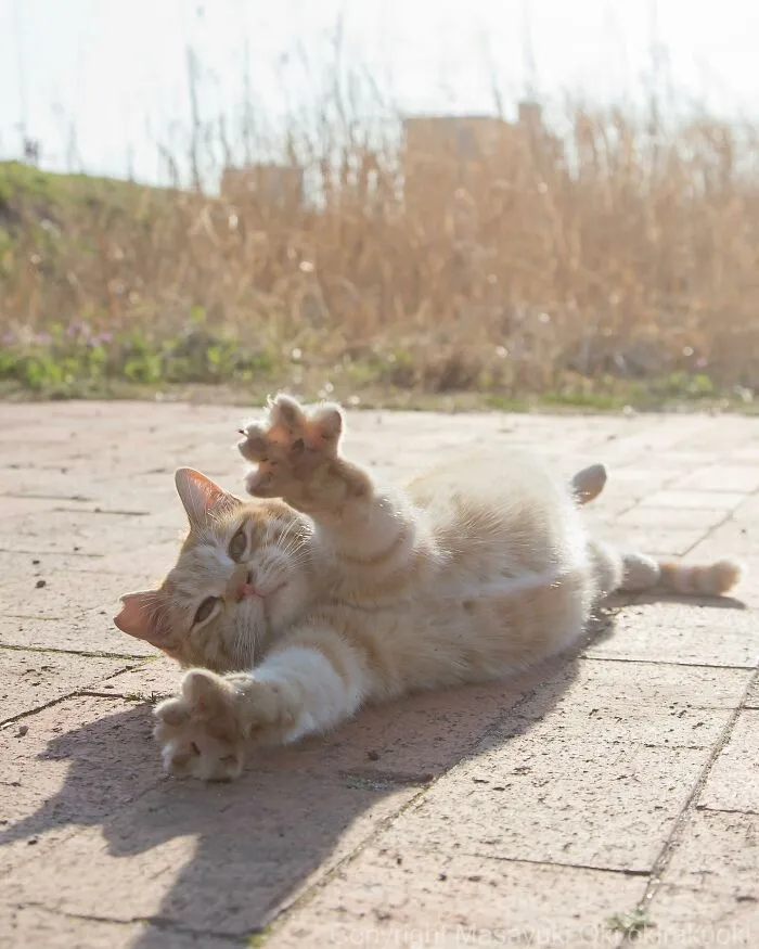 Estas 41 fotos de Masayuki Oki nos cuentan cómo es la vida de los gatos callejeros de Tokio