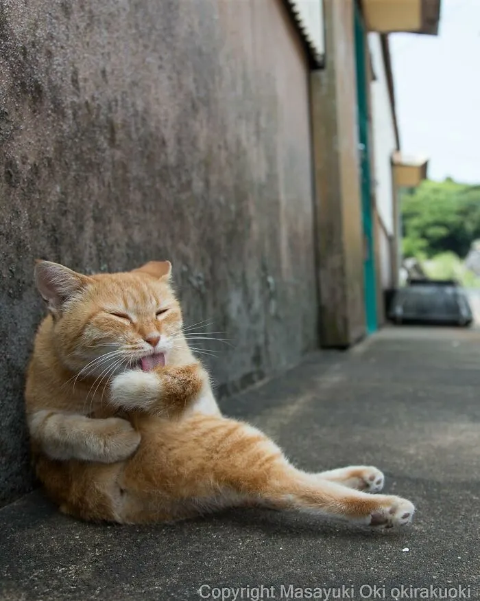 Estas 41 fotos de Masayuki Oki nos cuentan cómo es la vida de los gatos callejeros de Tokio