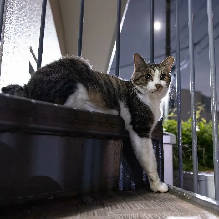 Estas 41 fotos de Masayuki Oki nos cuentan cómo es la vida de los gatos callejeros de Tokio