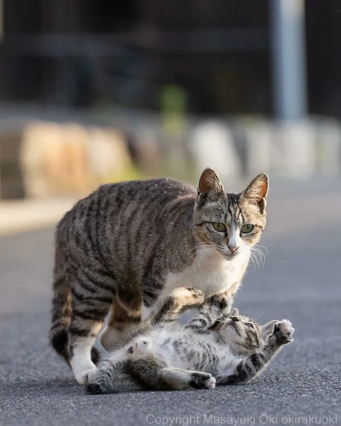 Estas 41 fotos de Masayuki Oki nos cuentan cómo es la vida de los gatos callejeros de Tokio