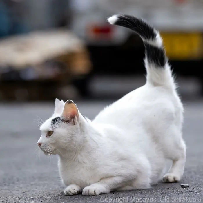 Estas 41 fotos de Masayuki Oki nos cuentan cómo es la vida de los gatos callejeros de Tokio