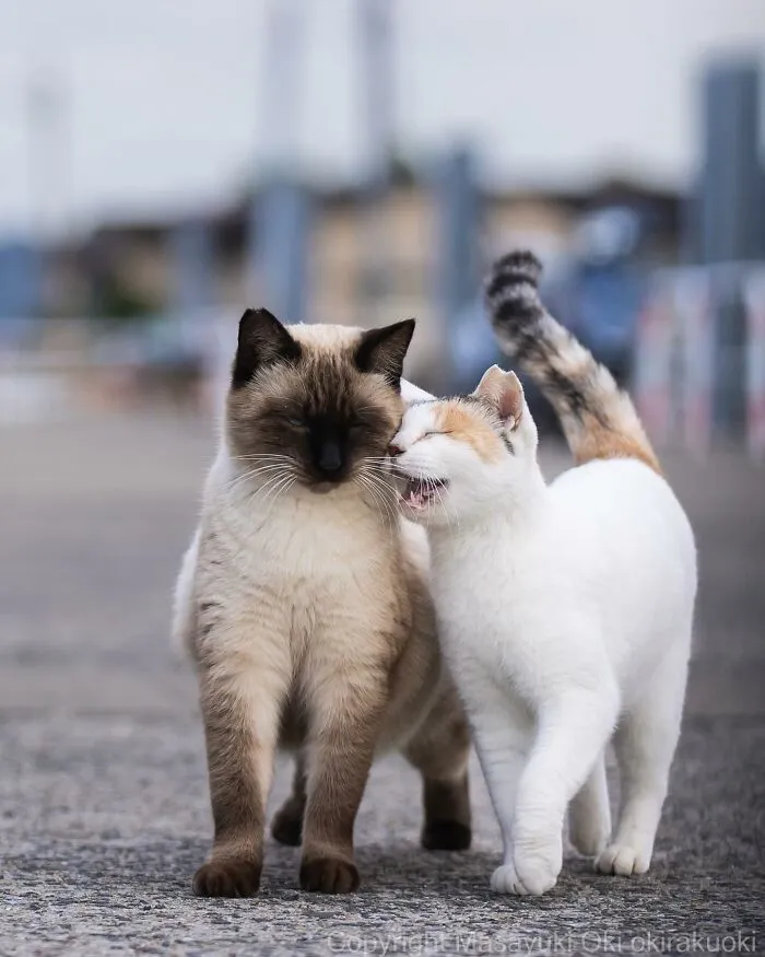 Estas 41 fotos de Masayuki Oki nos cuentan cómo es la vida de los gatos callejeros de Tokio
