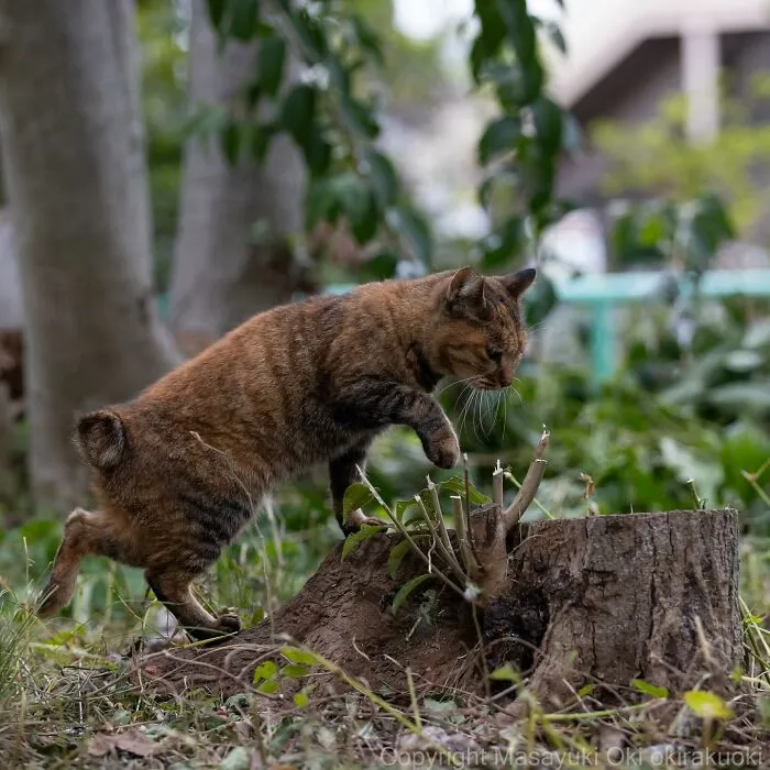 Estas 41 fotos de Masayuki Oki nos cuentan cómo es la vida de los gatos callejeros de Tokio