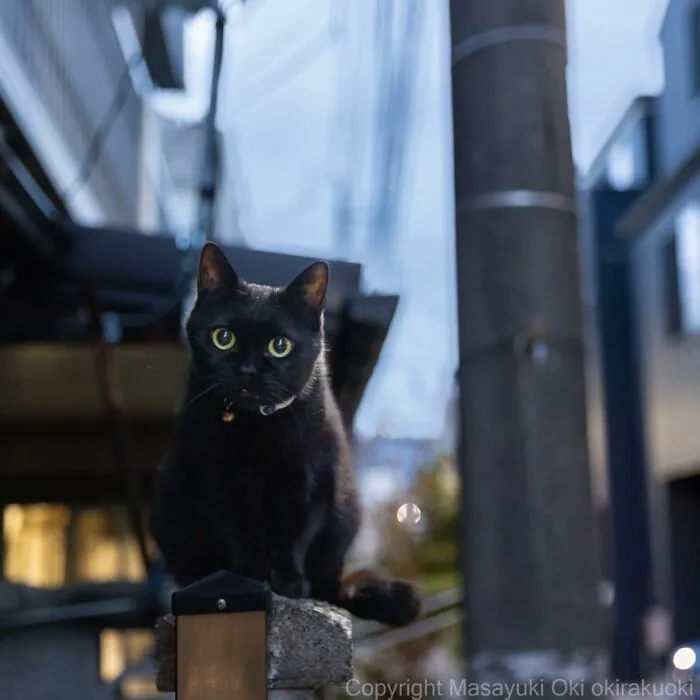 Estas 41 fotos de Masayuki Oki nos cuentan cómo es la vida de los gatos callejeros de Tokio