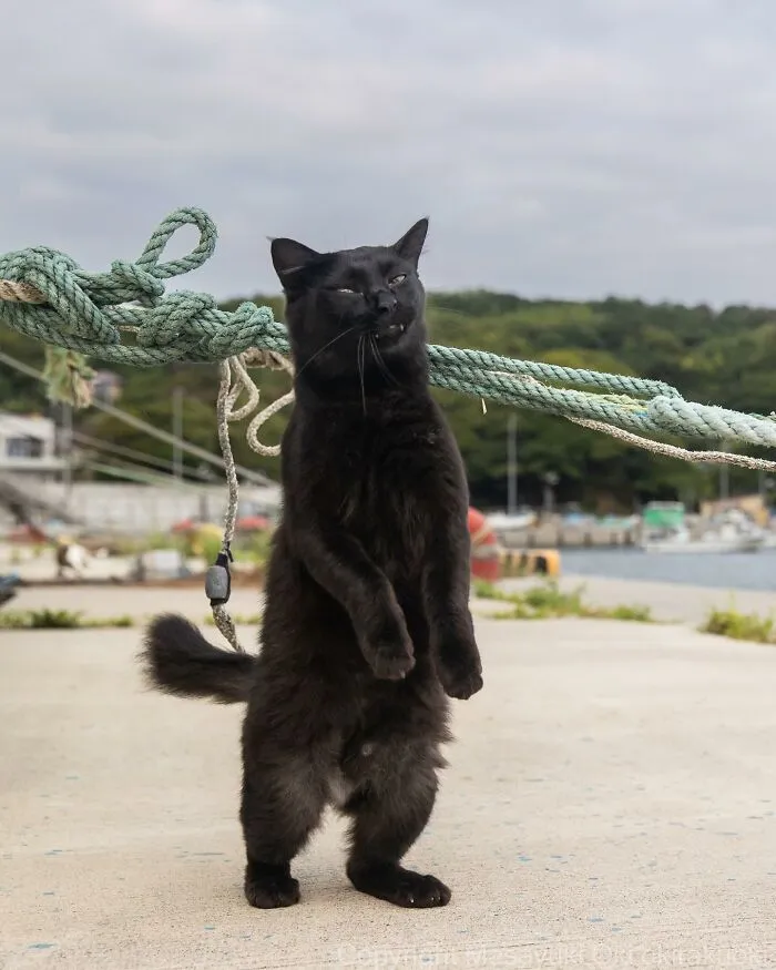 Estas 41 fotos de Masayuki Oki nos cuentan cómo es la vida de los gatos callejeros de Tokio