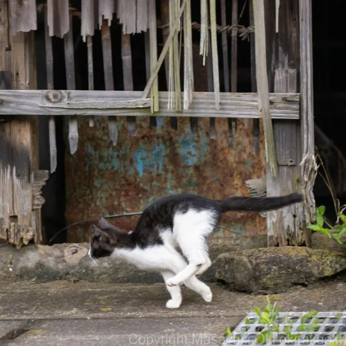 Estas 41 fotos de Masayuki Oki nos cuentan cómo es la vida de los gatos callejeros de Tokio