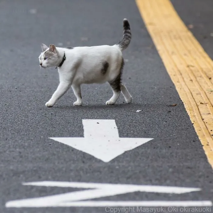 Estas 41 fotos de Masayuki Oki nos cuentan cómo es la vida de los gatos callejeros de Tokio