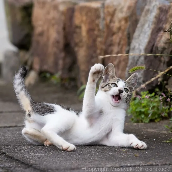 Estas 41 fotos de Masayuki Oki nos cuentan cómo es la vida de los gatos callejeros de Tokio