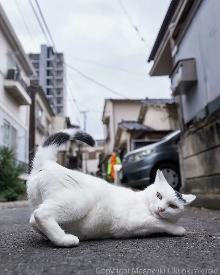Estas 41 fotos de Masayuki Oki nos cuentan cómo es la vida de los gatos callejeros de Tokio