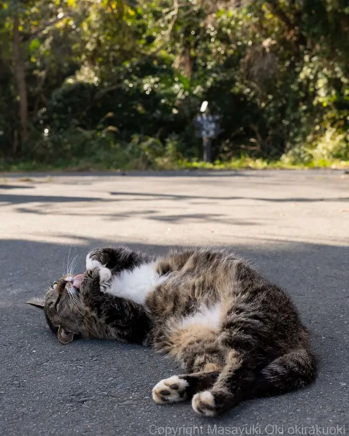 Estas 41 fotos de Masayuki Oki nos cuentan cómo es la vida de los gatos callejeros de Tokio
