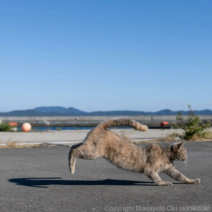 Estas 41 fotos de Masayuki Oki nos cuentan cómo es la vida de los gatos callejeros de Tokio
