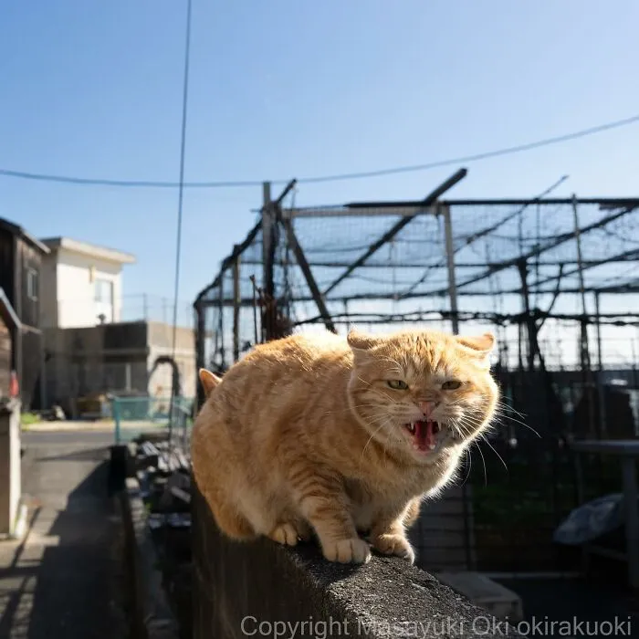 Estas 41 fotos de Masayuki Oki nos cuentan cómo es la vida de los gatos callejeros de Tokio