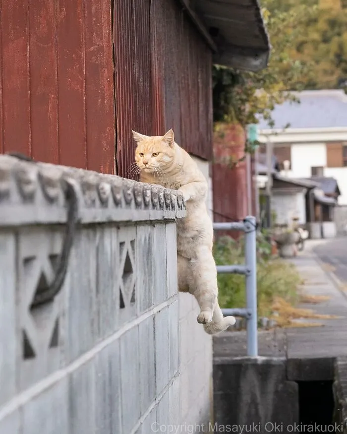 Estas 41 fotos de Masayuki Oki nos cuentan cómo es la vida de los gatos callejeros de Tokio