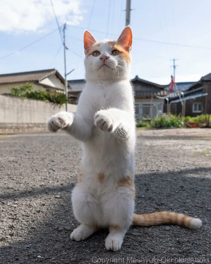 Estas 41 fotos de Masayuki Oki nos cuentan cómo es la vida de los gatos callejeros de Tokio
