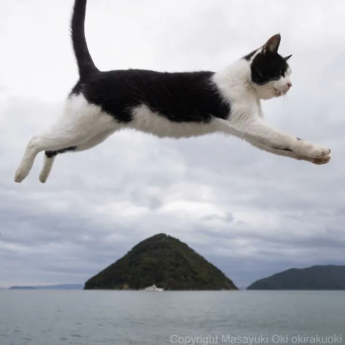 Estas 41 fotos de Masayuki Oki nos cuentan cómo es la vida de los gatos callejeros de Tokio