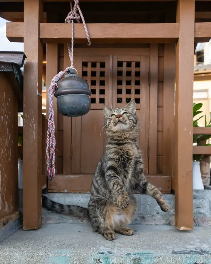 Estas 41 fotos de Masayuki Oki nos cuentan cómo es la vida de los gatos callejeros de Tokio