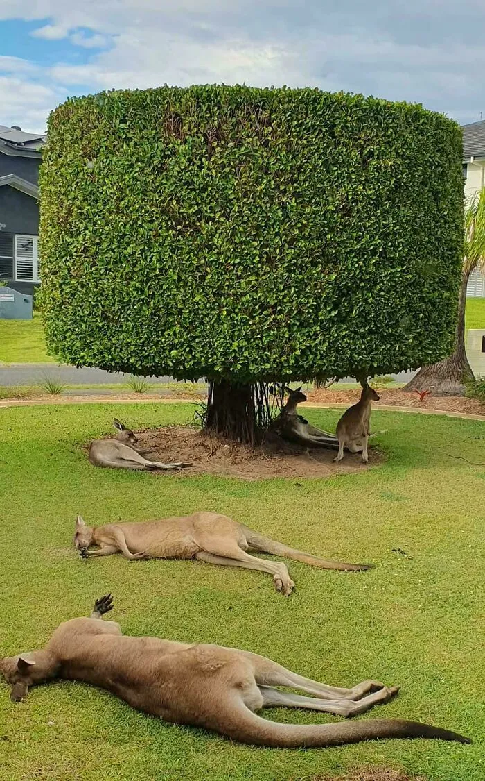 This Is Australia