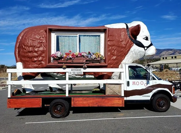 Wife Saw This Driving Around