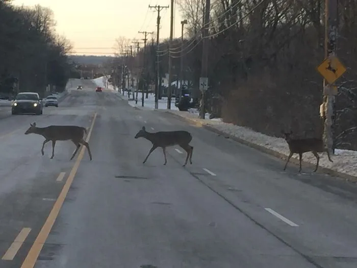Deers Actually Crossing At A Deer Crossing Sign