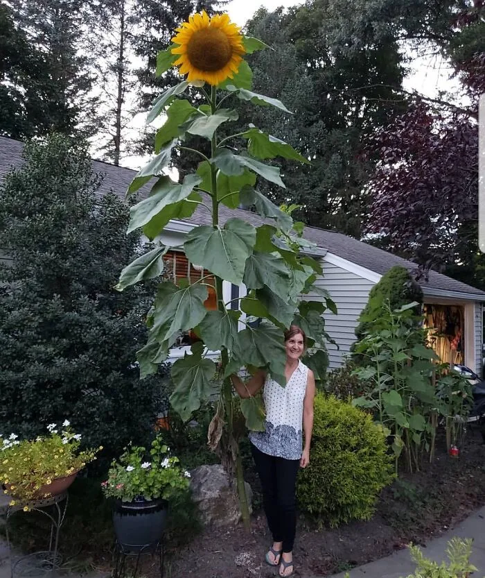 El girasol gigante de mi amiga