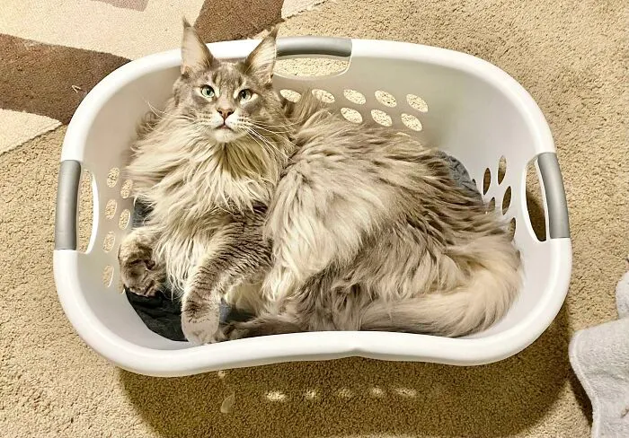 Mi Maine Coon de 9 kilos requiere una trampa grande. ¡Esta funciona siempre!