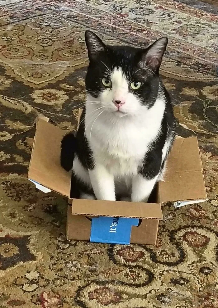 Este es Ted. Ted fue un gato callejero durante al menos cuatro años antes de que nos dejara hacernos amigos. Hace dos meses que vive con nosotros y le encanta