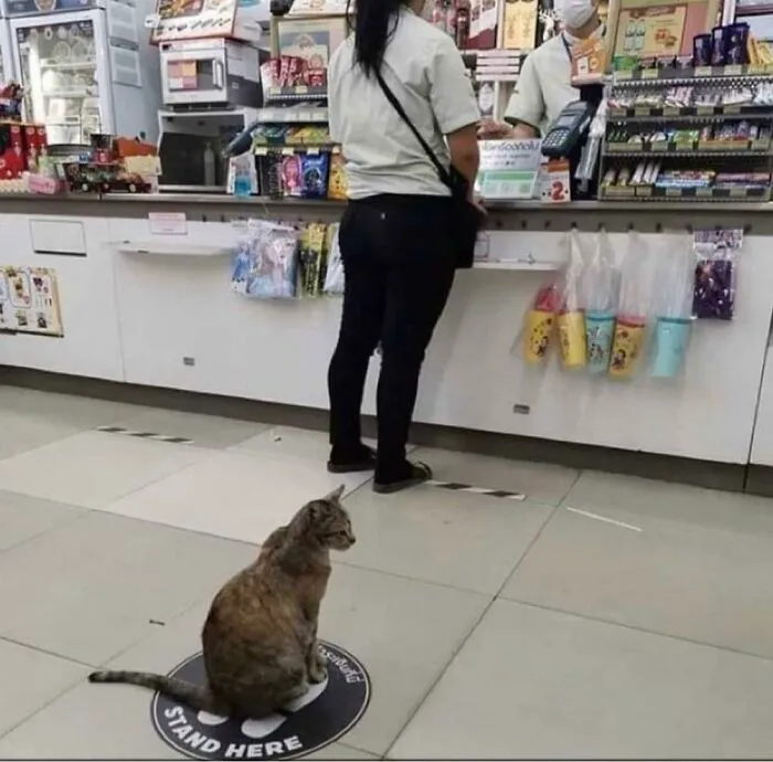 Socially Distanced Kitty Trap