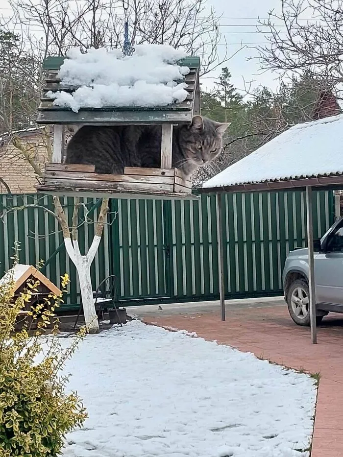 Atrapado en un comedero para pájaros 