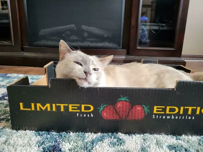 Es el cumpleaños de Misty y ha recibido el regalo de sus sueños: una caja con el rascador de barbilla perfecto 