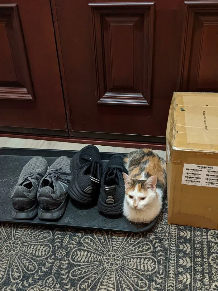 ¿¿¿Un zapato???