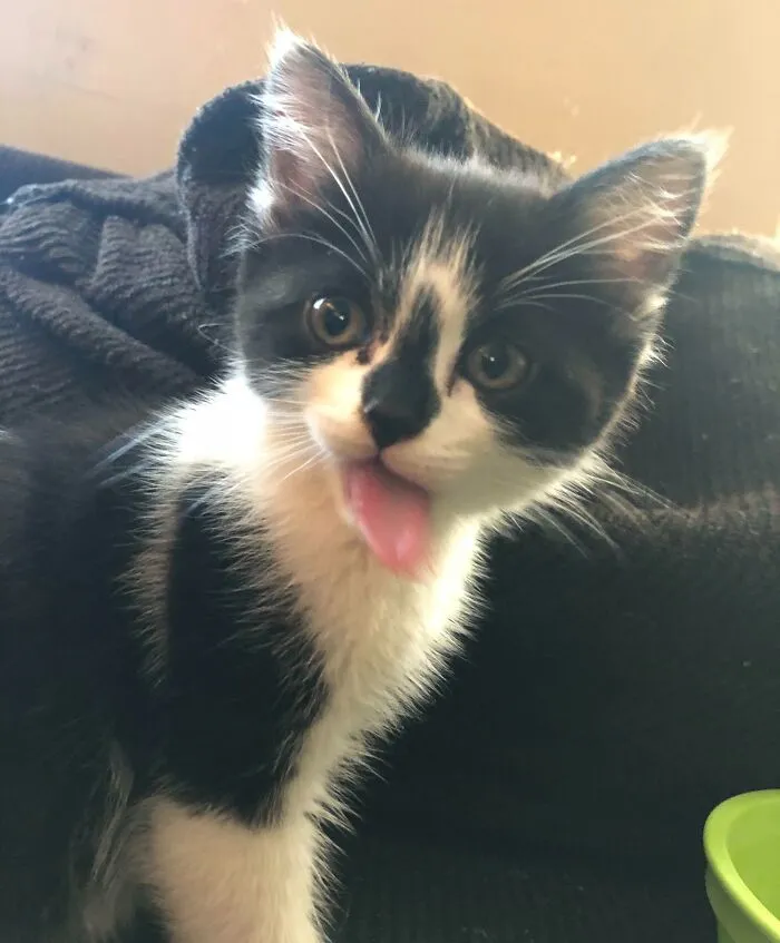 My 38 Week Pregnant Fiancée Went Out For Candy, Came Back With A Kitten, And No Candy. My Life Is Literally A Meme