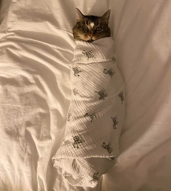 Expecting A New Baby. Practiced Swaddling On My Fur Baby