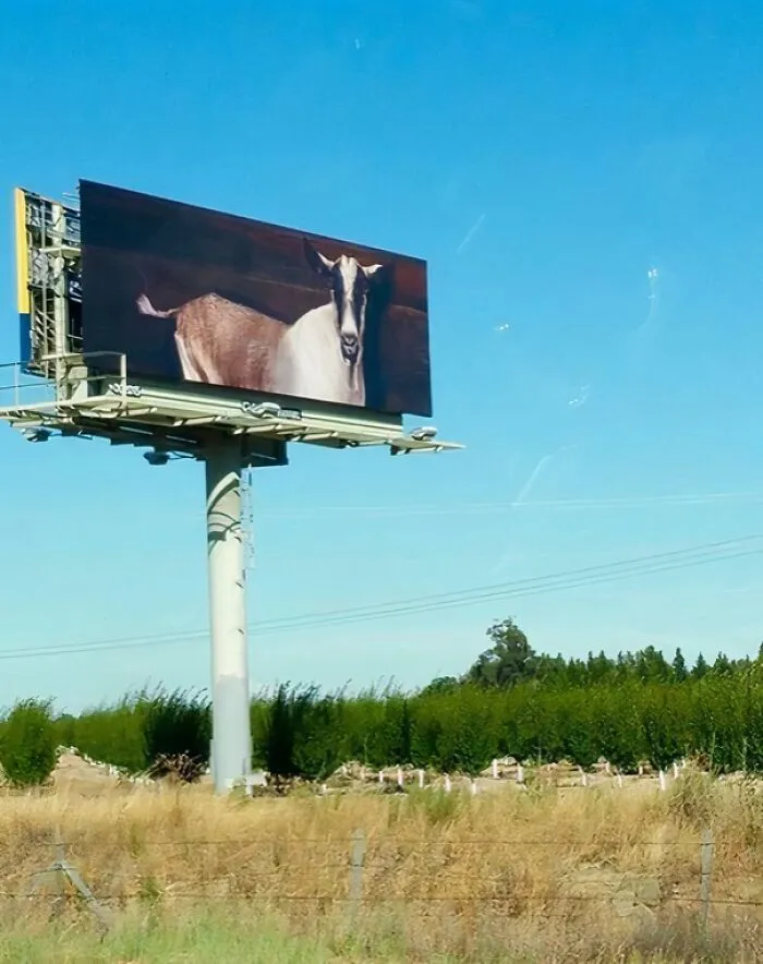 Una enorme valla publicitaria de una cabra desconocida