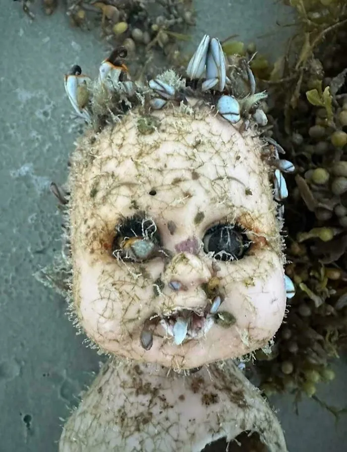 My Friend Found This Nightmare Fuel While Beachcombing In Dorset