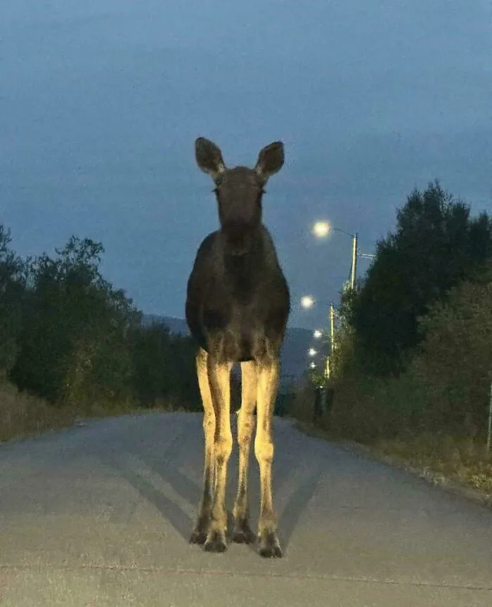Just Met This Moose That Was On A Evening Walk