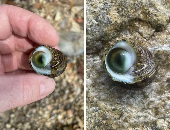 Found A Sea Snail That Looked Like It Had A Giant Eyeball