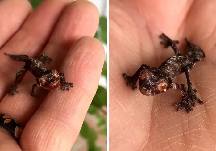 The Terrifying Hiss Of A Satanic Leaf Tailed Gecko