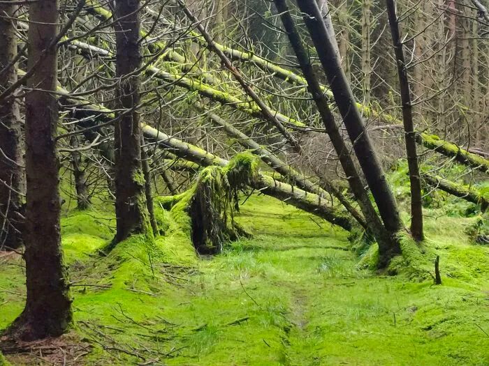 I Took A Picture Of A Green, Mossy Forest...and Captured A Creature Rising Up From The Ground